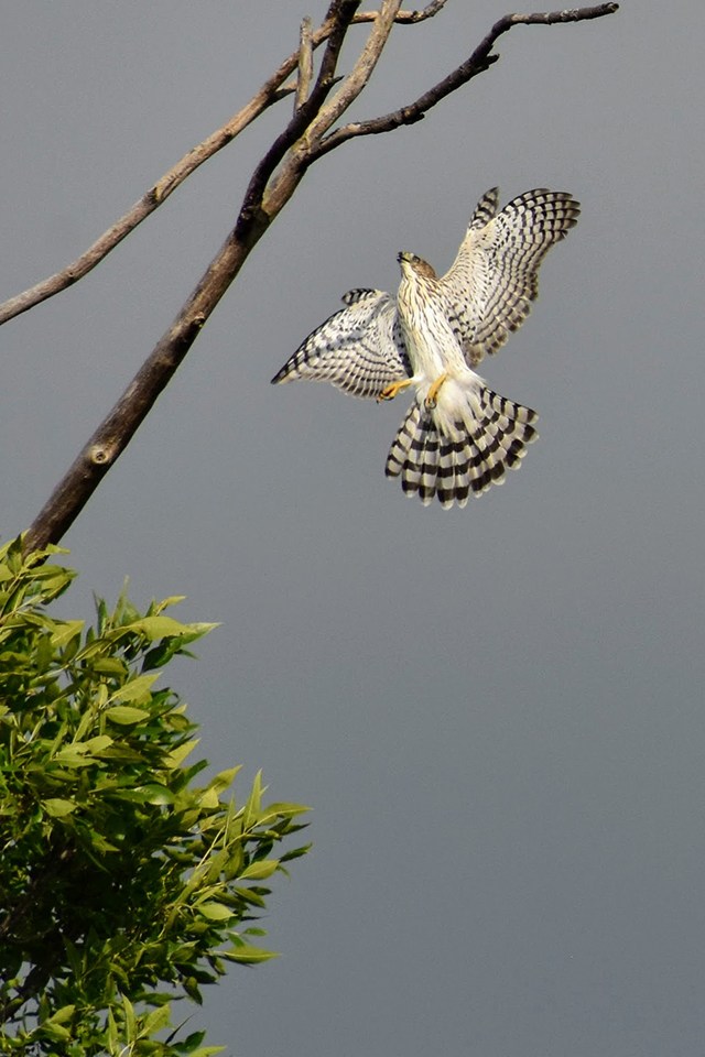 Hawk tree