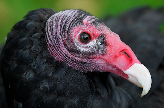 Turkey Vulture headshot by Holly Kuchera/iStockphoto.com