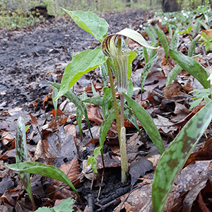 Jack in the Pulpit web