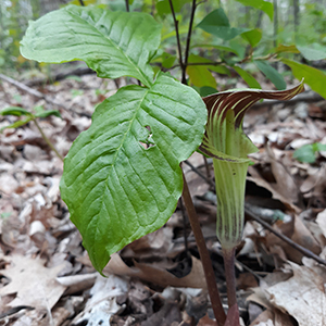 Jack in the pulpit2 web