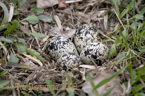 Killdeer nest 116-72