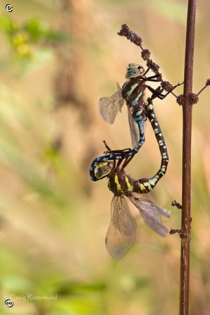 Lance-tipped mating