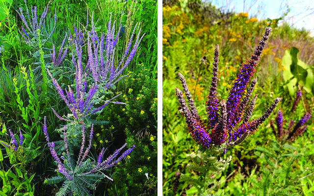 Leadplant blog colors