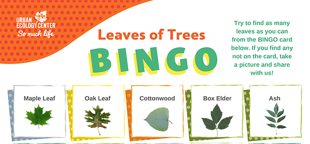 Leaves of Trees BINGO card English