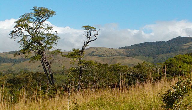 Guanacaste by Leland Jackson