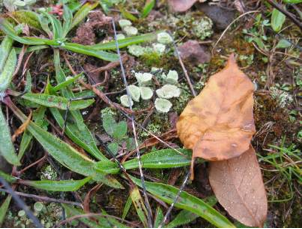 Lichen Cladonia