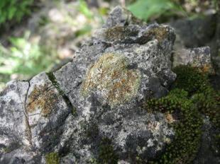 Lichen Crustose