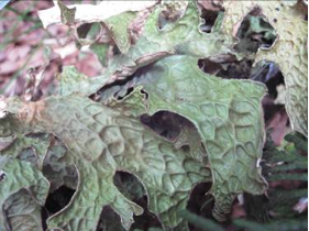 Lichen Lobaria