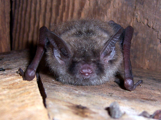 Little Brown Bat