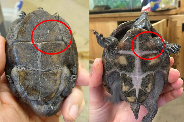 Marty, on the left, has a triangular pectoral scute while Bobber, on the right, has a more rectangular shaped pectoral scute.