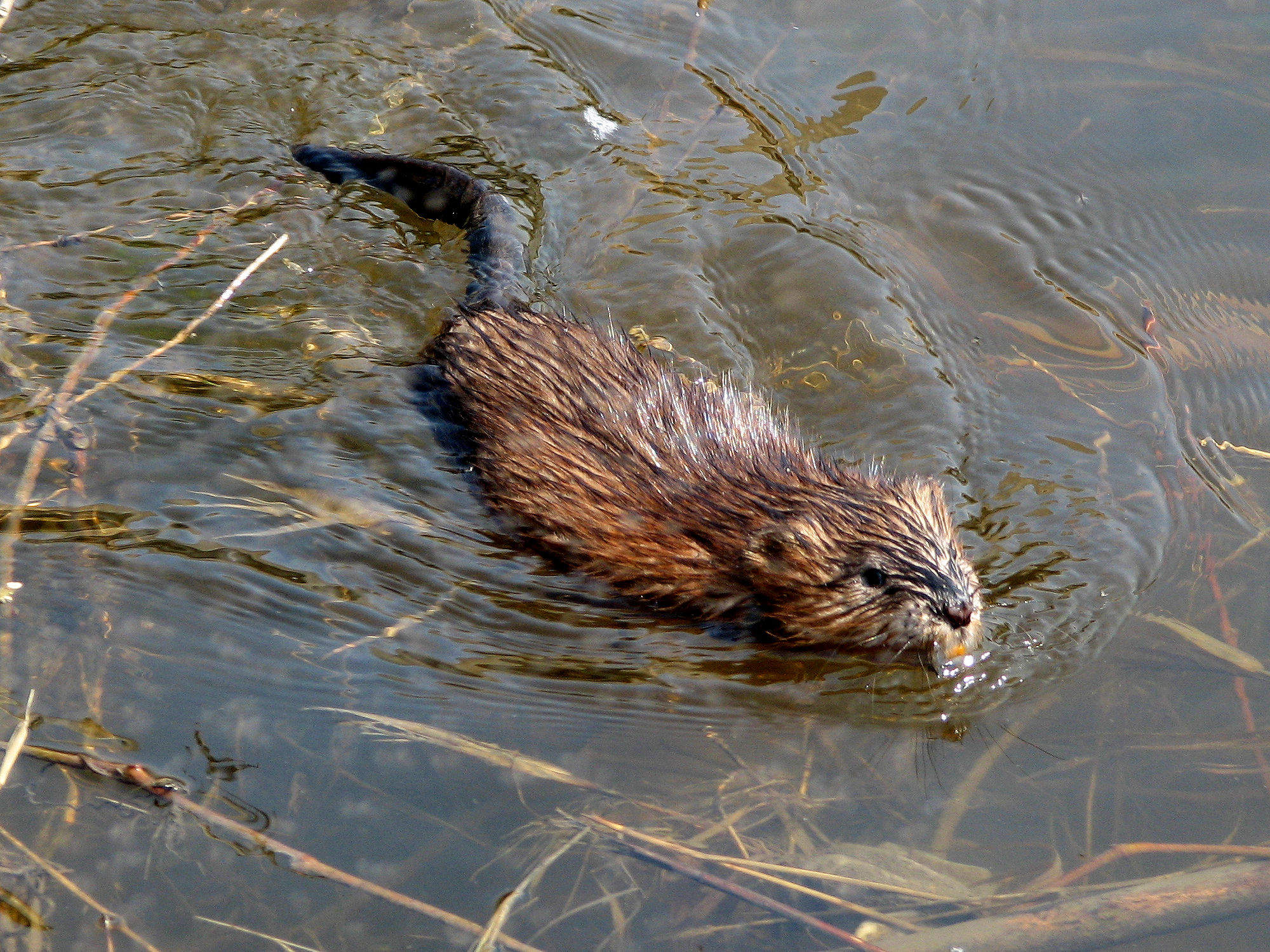 Muskrat swimming Ottawa