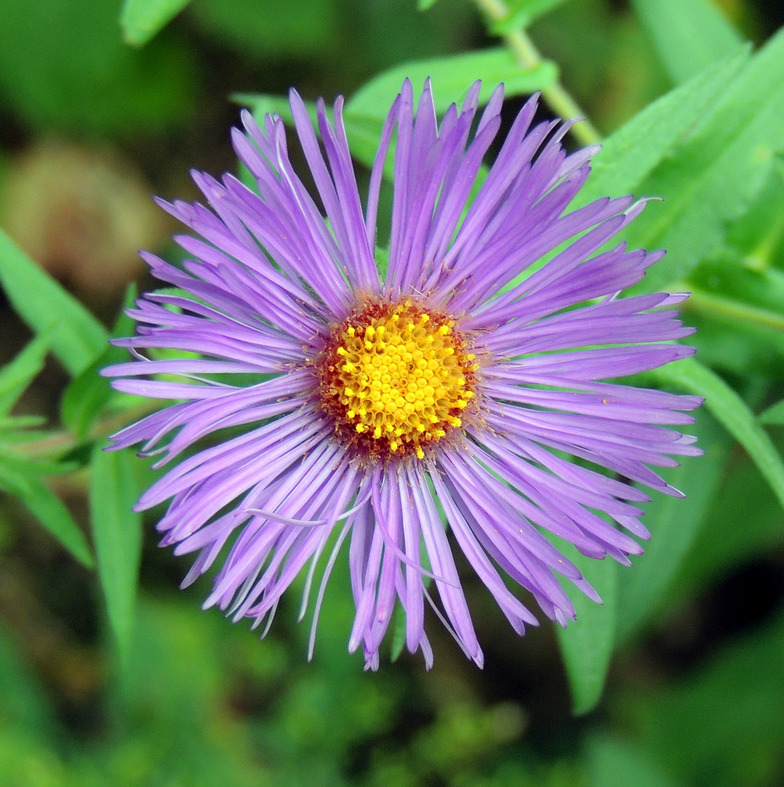 New England Aster