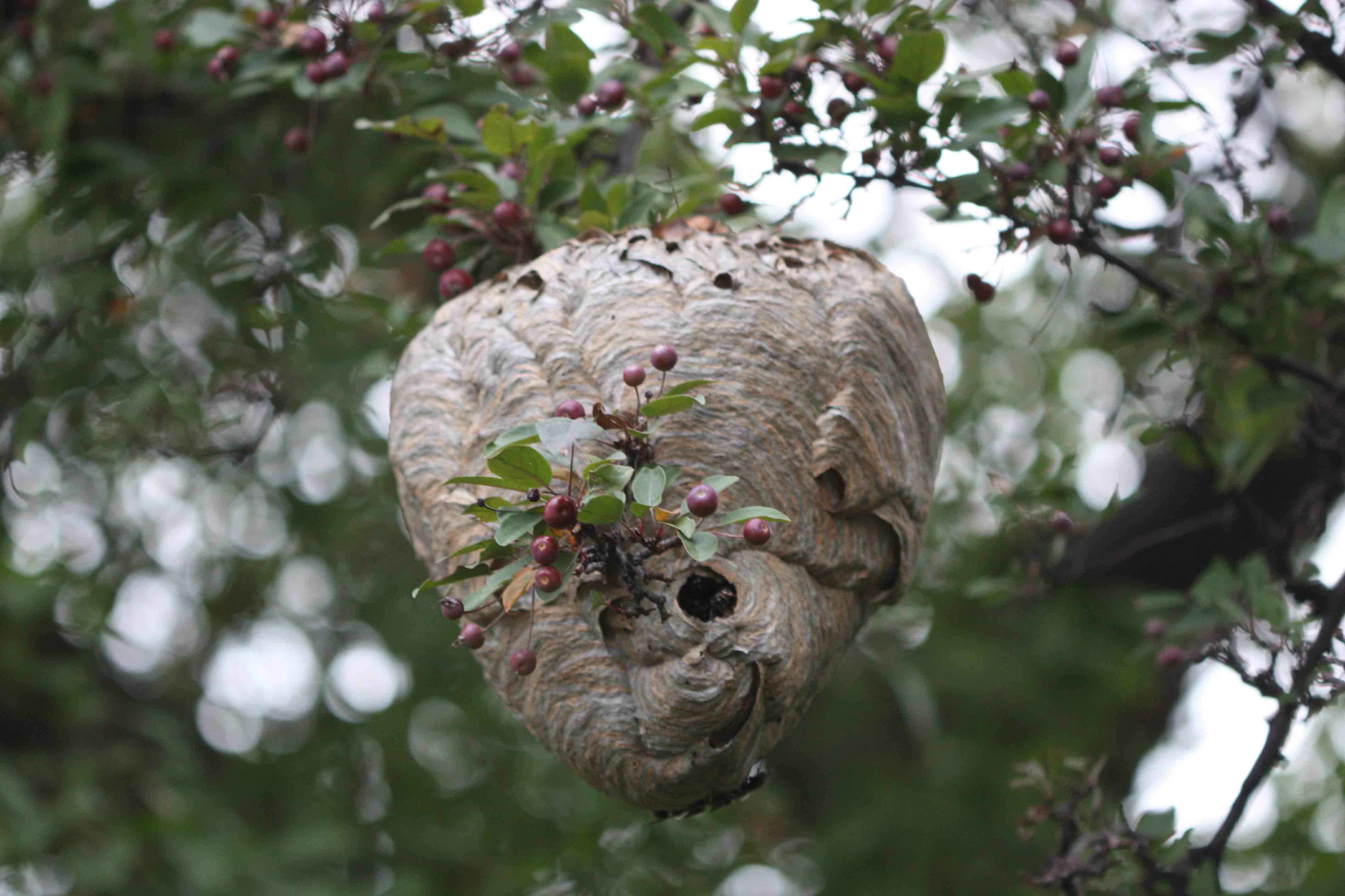 Paper-wasp-nest-on-tree-IMG 9884-large