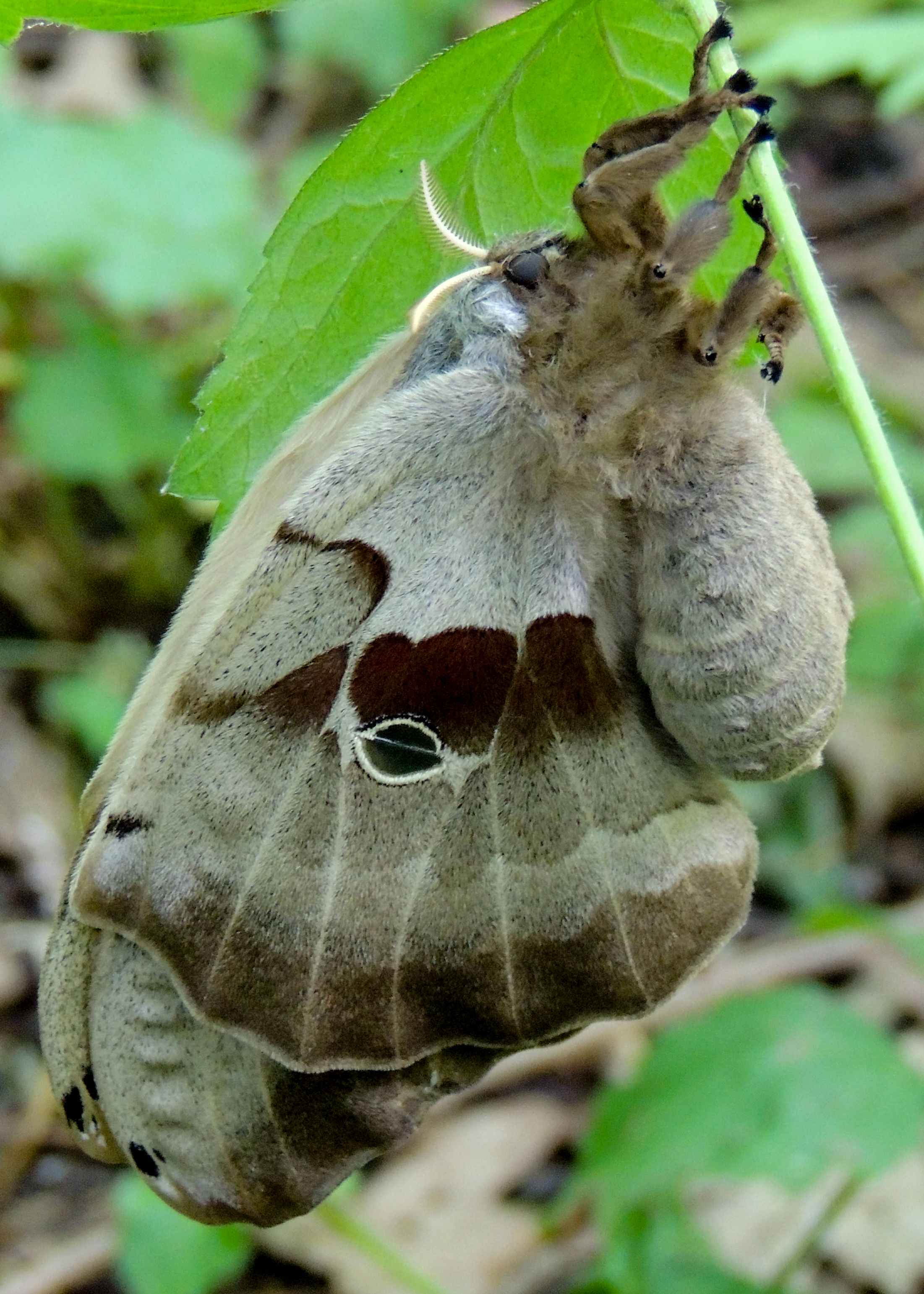 Phenology RP 20120620 polyphemus moth