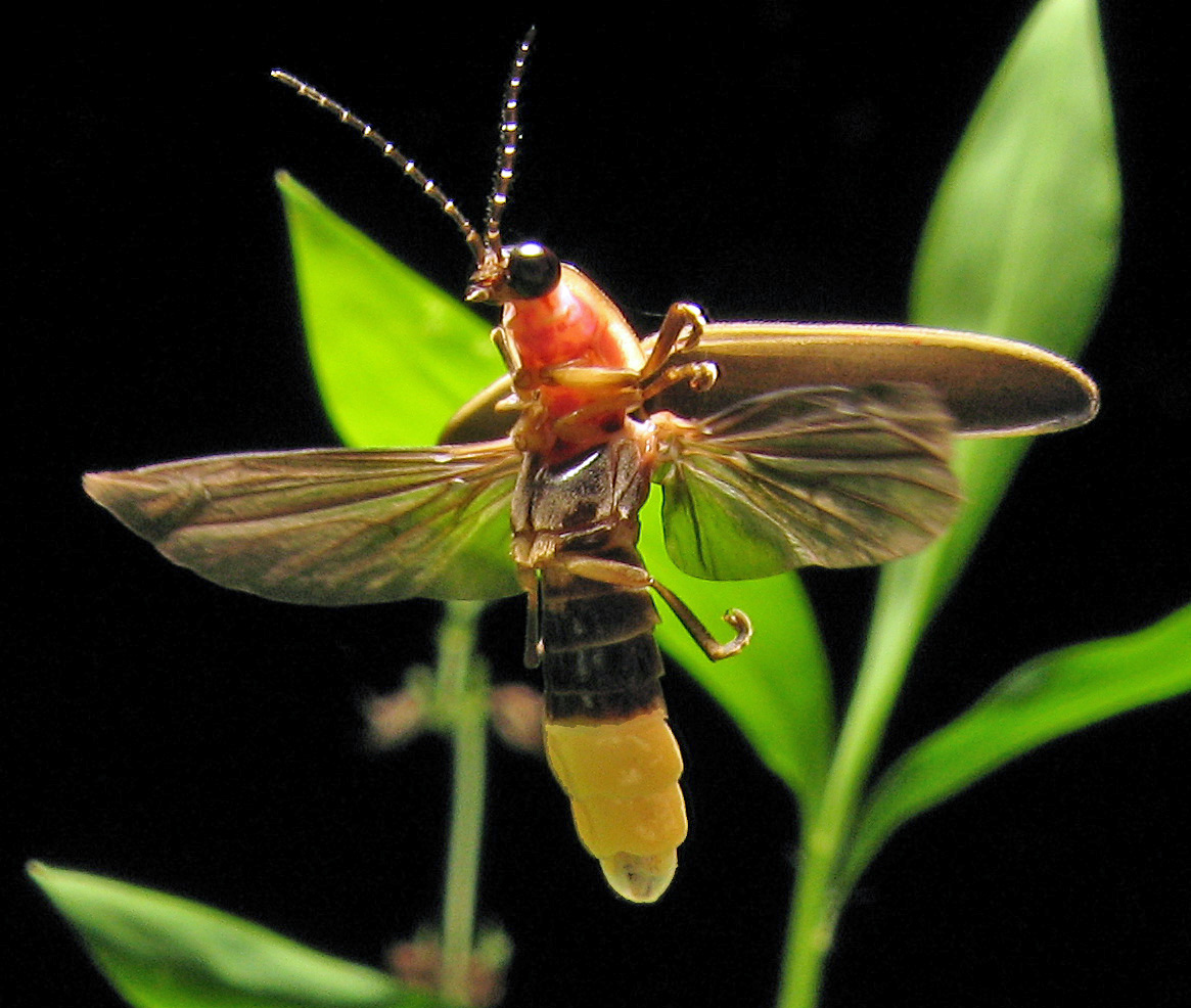 Photinus pyralis Firefly 4