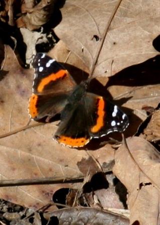 Red Admiral Butterfly 2