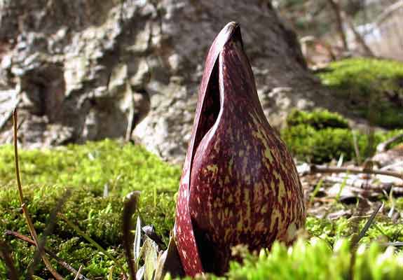 SKUNKCABBAGE MOSS 400X575