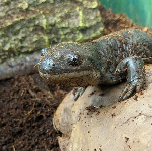 Hobbes, one of the tiger salamanders in the Riverside Park animal room