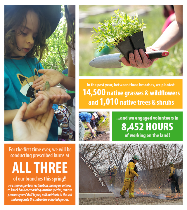 In the past year, between three branches, we planted: 14,500 native grasses & wildflowers and 1,010 native trees & shrubs...and we engaged volunteers in 8,452 HOURS of working on the land!  For the first time ever, we will be conducting prescribed burns at all three of our branches this spring! Fire is an important restoration management tool to knock back encroaching invasive species, remove previous years’ duff layers, add nutrients to the soil and invigorate the native fire adapted species.