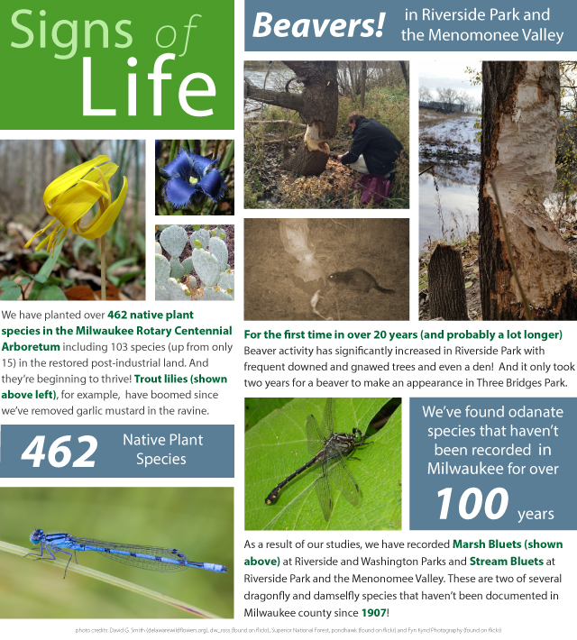 Beavers in Riverside Park and the Menomonee Valley! For the first time in over 20 years (and probably a lot longer) Beaver activity has significantly increased in Riverside Park with frequent downed and gnawed trees and even a den!  And it only took two years for a beaver to make an appearance in Three Bridges Park. 462 Native Plant Species. We have planted over 462 native plant species in the Milwaukee Rotary Centennial Arboretum including 103 species (up from only 15) in the restored post-industrial land. And they’re beginning to thrive! Trout lilies (shown above left), for example, have boomed since we’ve removed garlic mustard in the ravine. We’ve found odanate species that haven’t been recorded  in Milwaukee for over 100 years! As a result of our studies, we have recorded Marsh Bluets (shown above) at Riverside and Washington Parks and Stream Bluets at Riverside Park and the Menonomee Valley. These are two of several dragonfly and damselfly species that haven’t been documented in Milwaukee county since 1907!
