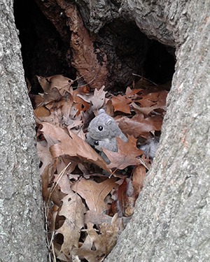 Squirrel puppet hiding in the hollow of a tree.