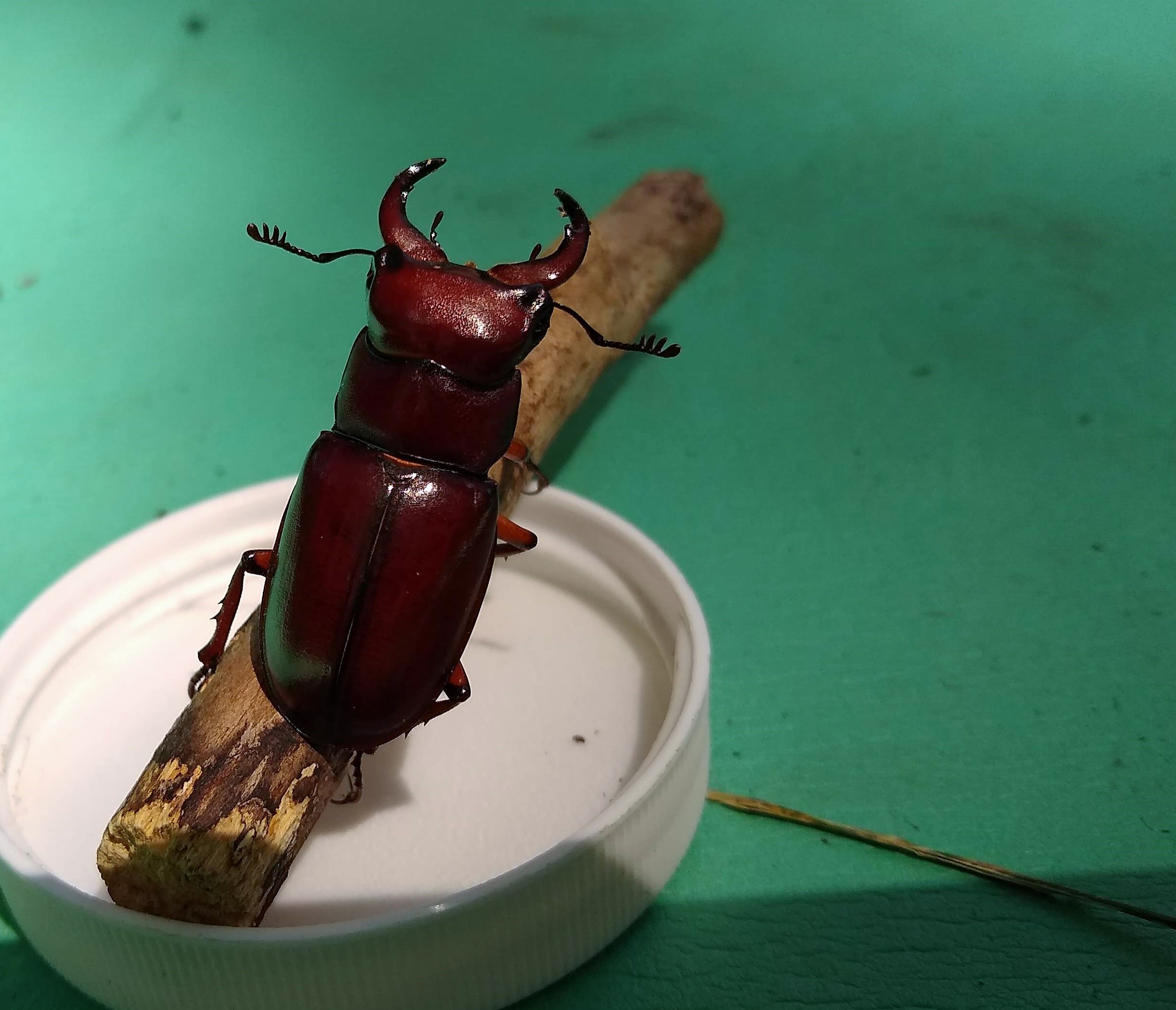 Stag Beetle 2