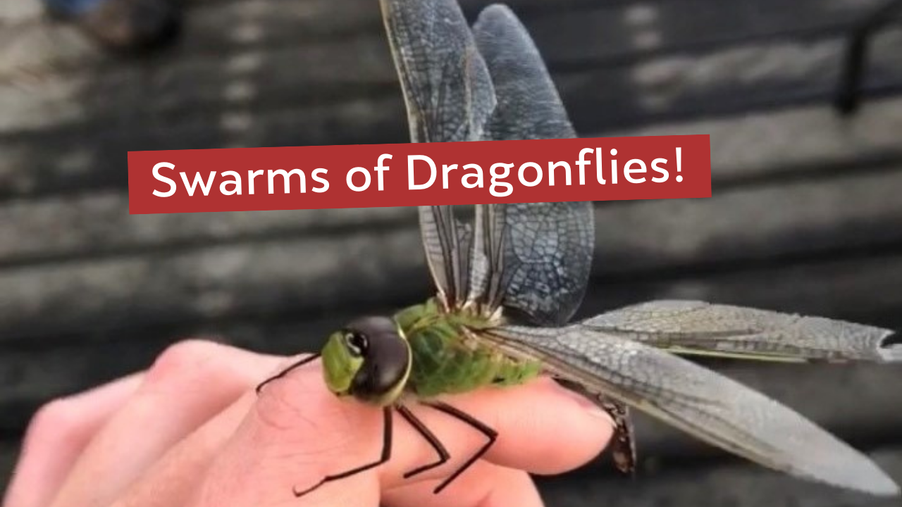 Swarms of Dragonflies Blog