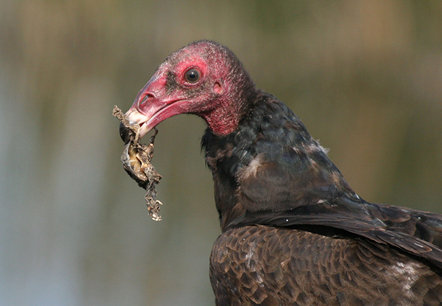 Turkey Vulture first year bird holding the leftover of a dead frog.