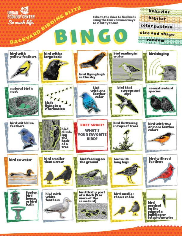 Backyard Birding Blitz Bingo