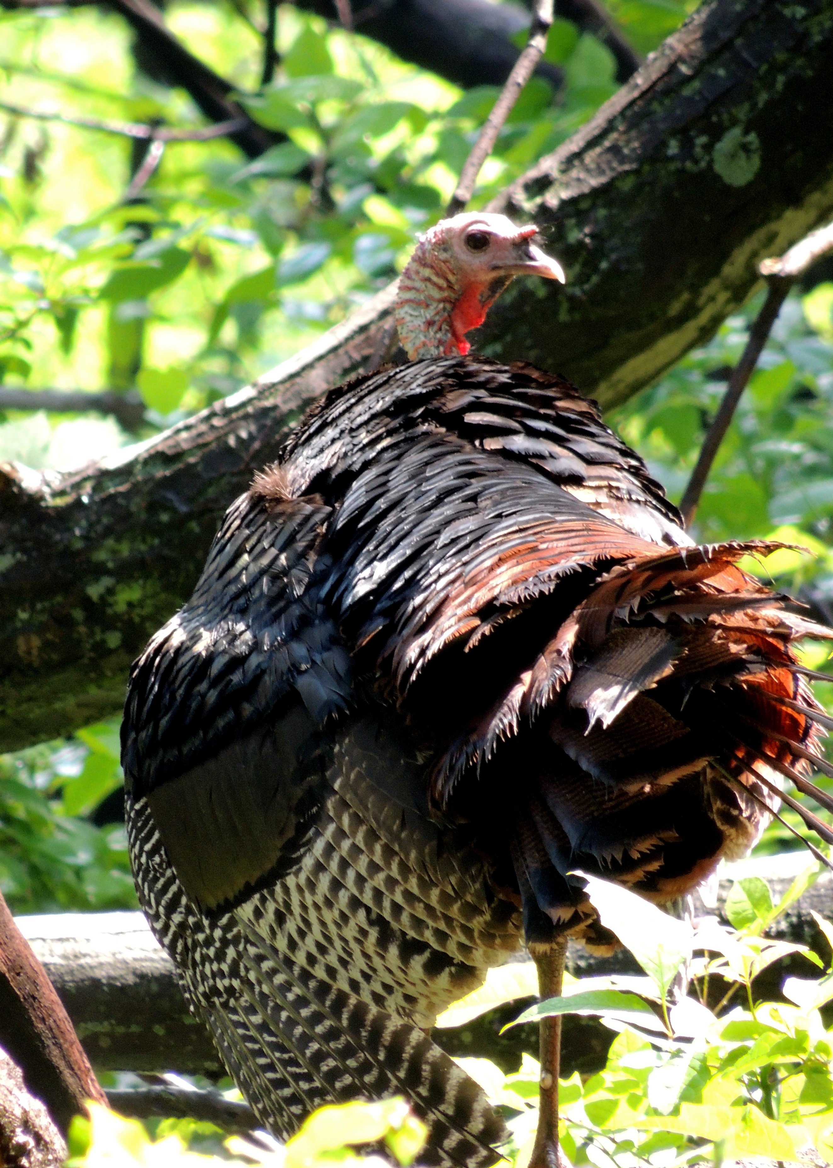 Wild Turkey