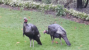 Wild Turkeys web2