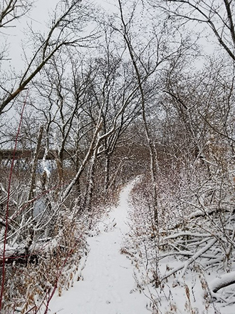 Snowy Trees