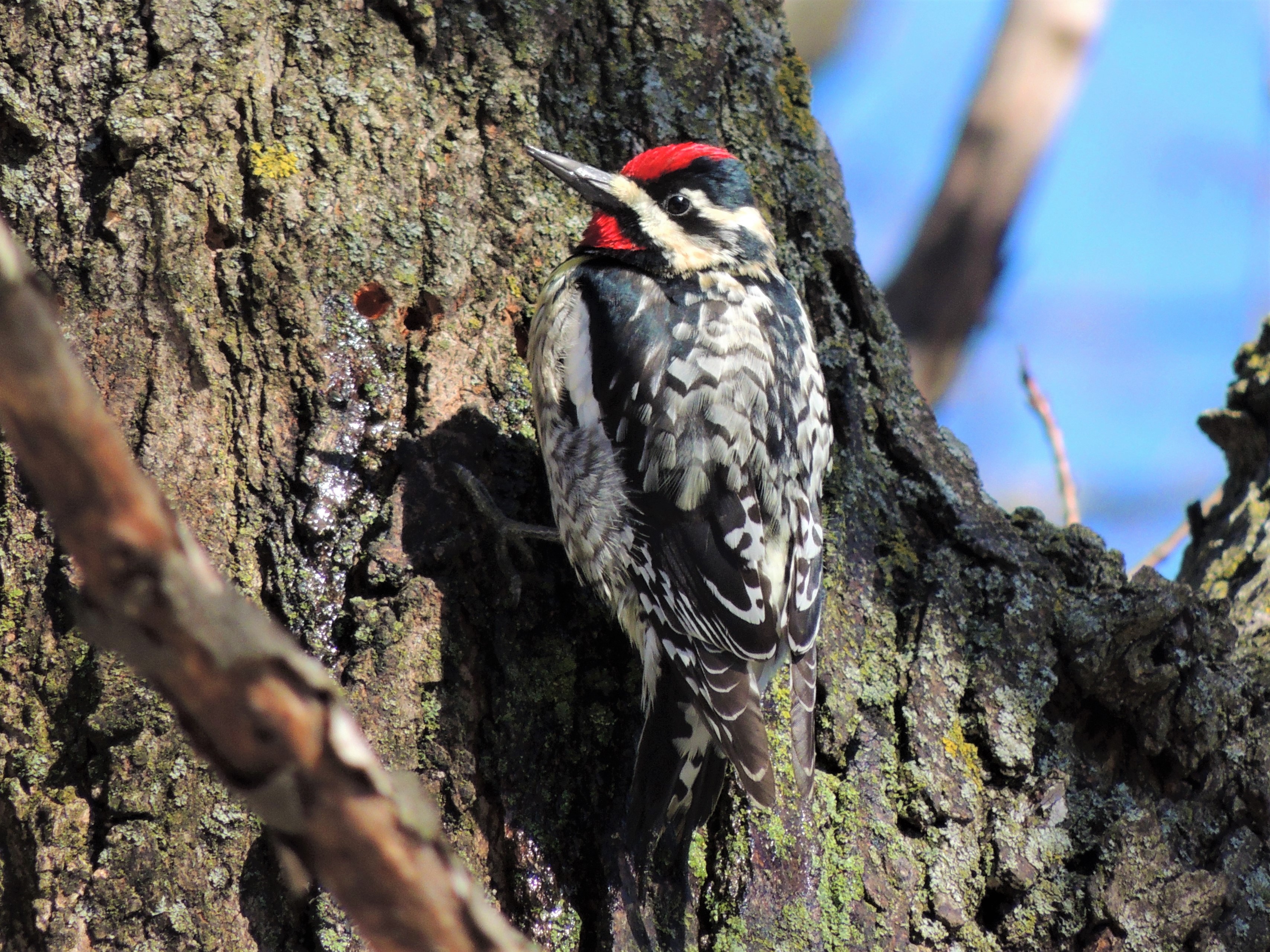 Yellow bellied sapsucker