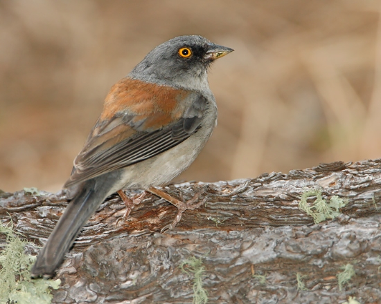 Yellow eyed Junco8b092d1