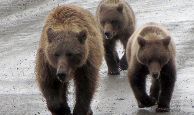 alaska bears