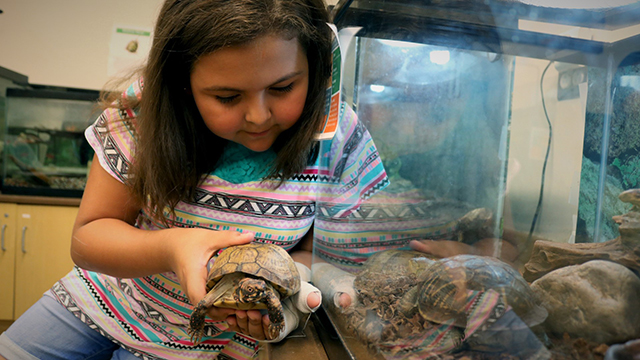 Analiese helping feed a turtle.