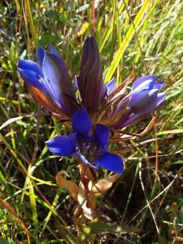 Downy gentian Gentiana puberlenta