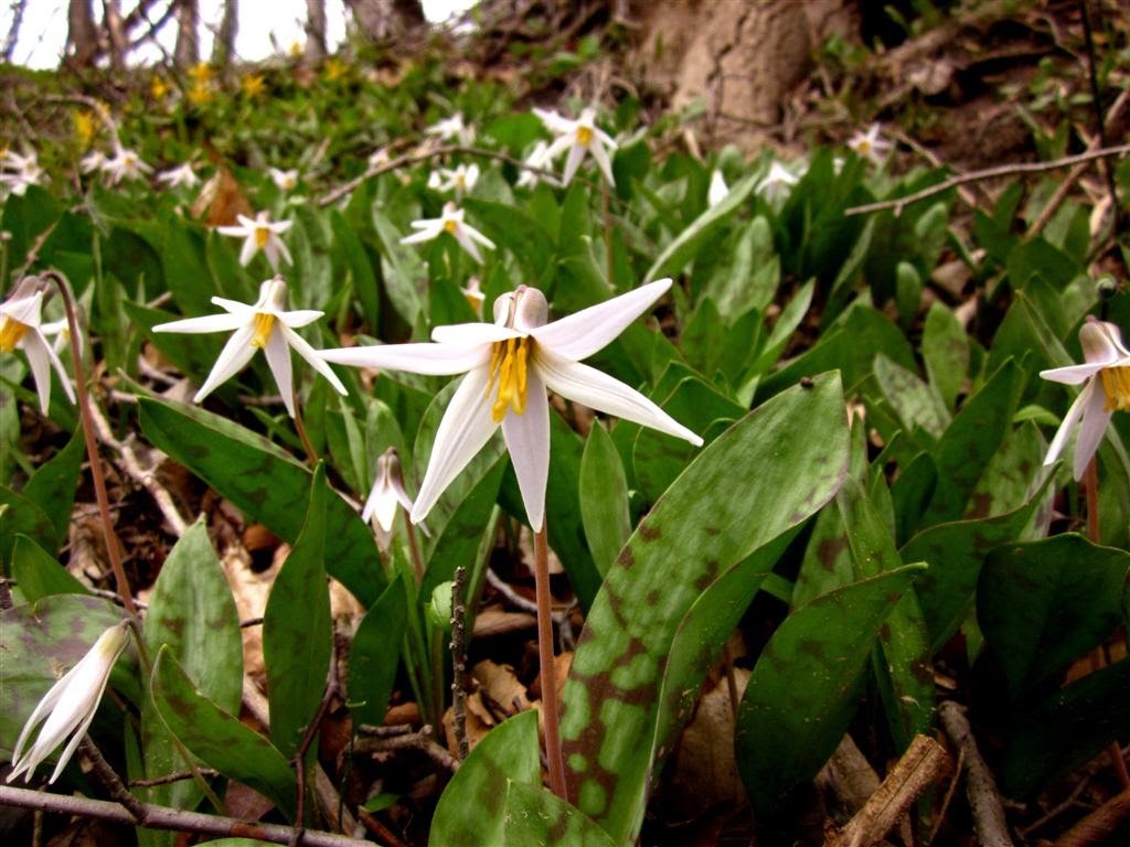 Trout lilies