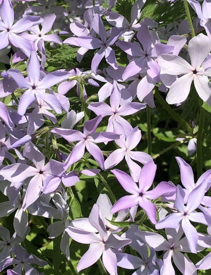 woodlandphlox