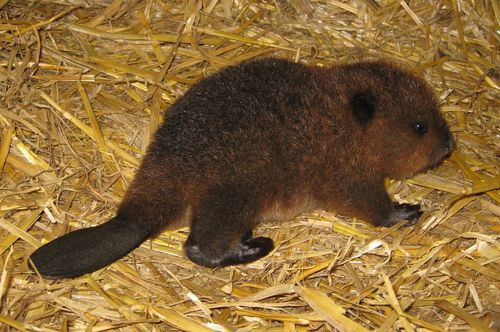 beaver-kit