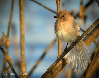 bird picture