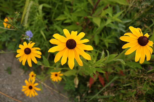 black eyed susan