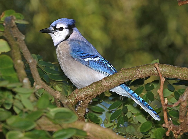 Blue Jay in a tree.