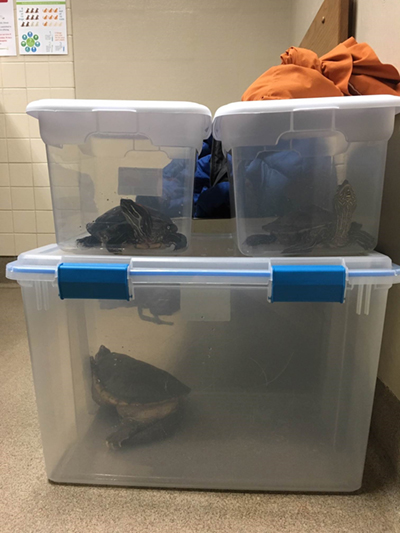 Stack of three plastic bins. The bottom bin contains a turtle. The two are side-by-side and contain one turtle each. There's a tied up pillow case sitting on top.