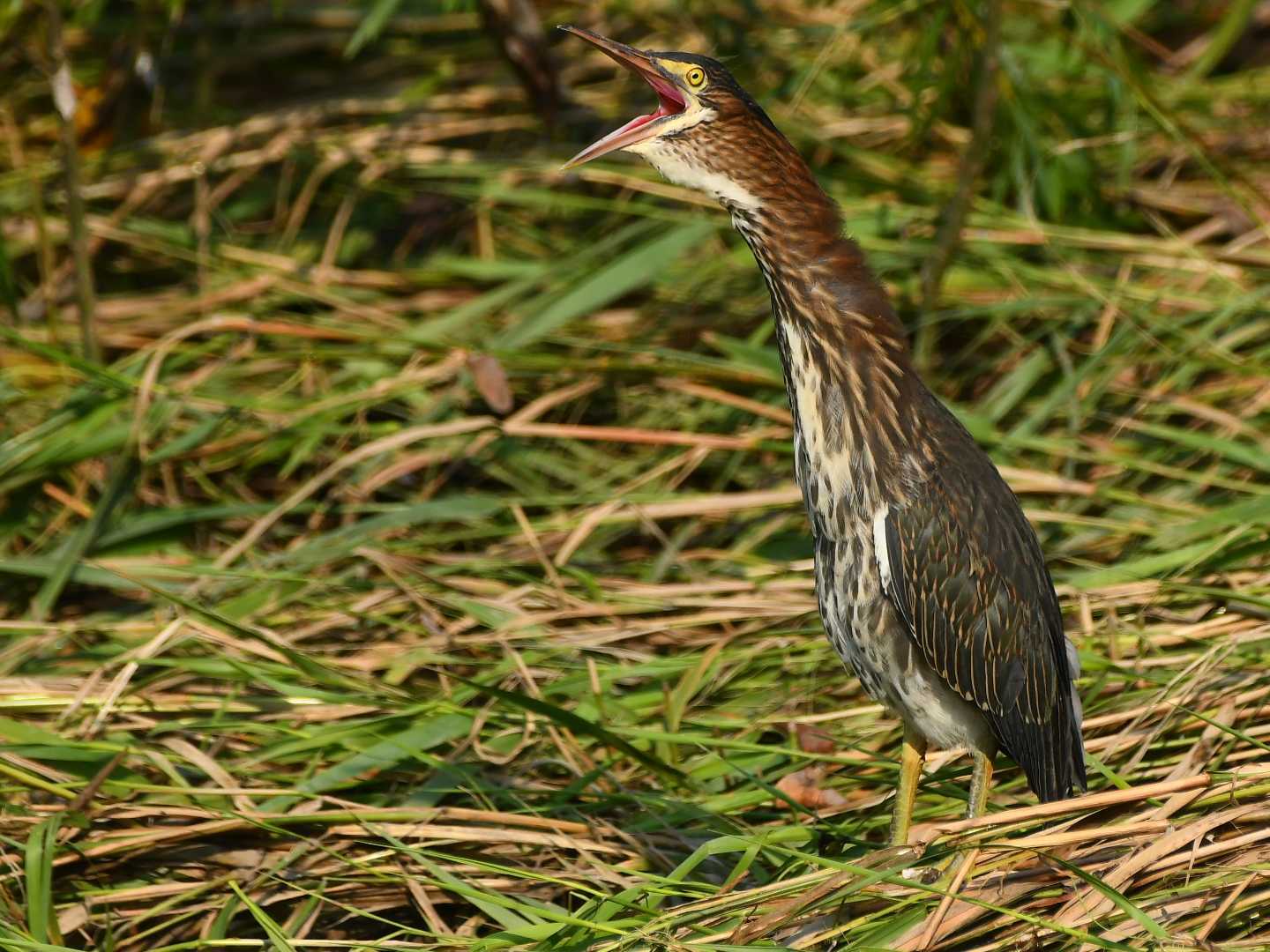 chamong green heron