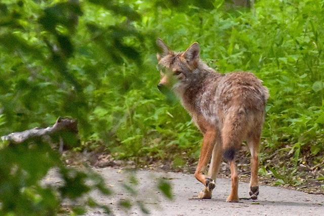 coyote