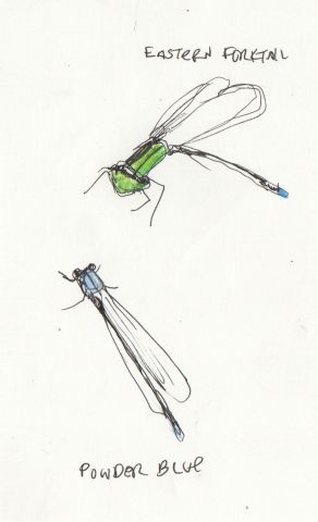 damselfly-2