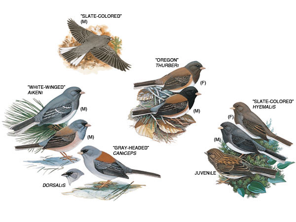 dark-eyed-junco comparison