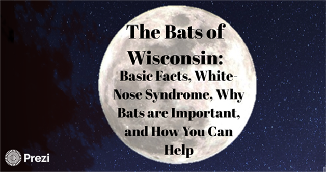 Learn more about the importance of Wisconsin’s bats and conservation efforts in The Bats of Wisconsin