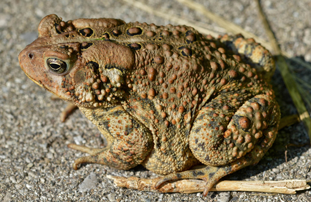 eastern american toad